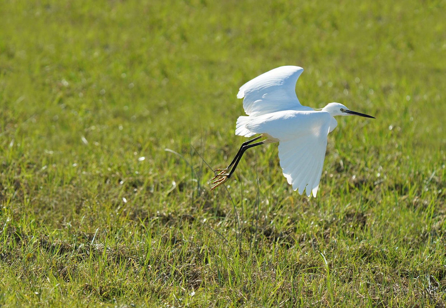 L'envol de l'aigrette ... (étape 4 et fin)