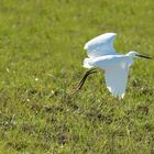 L'envol de l'aigrette ... (étape 4 et fin)