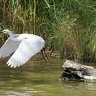 L'envol de l'aigrette garzette