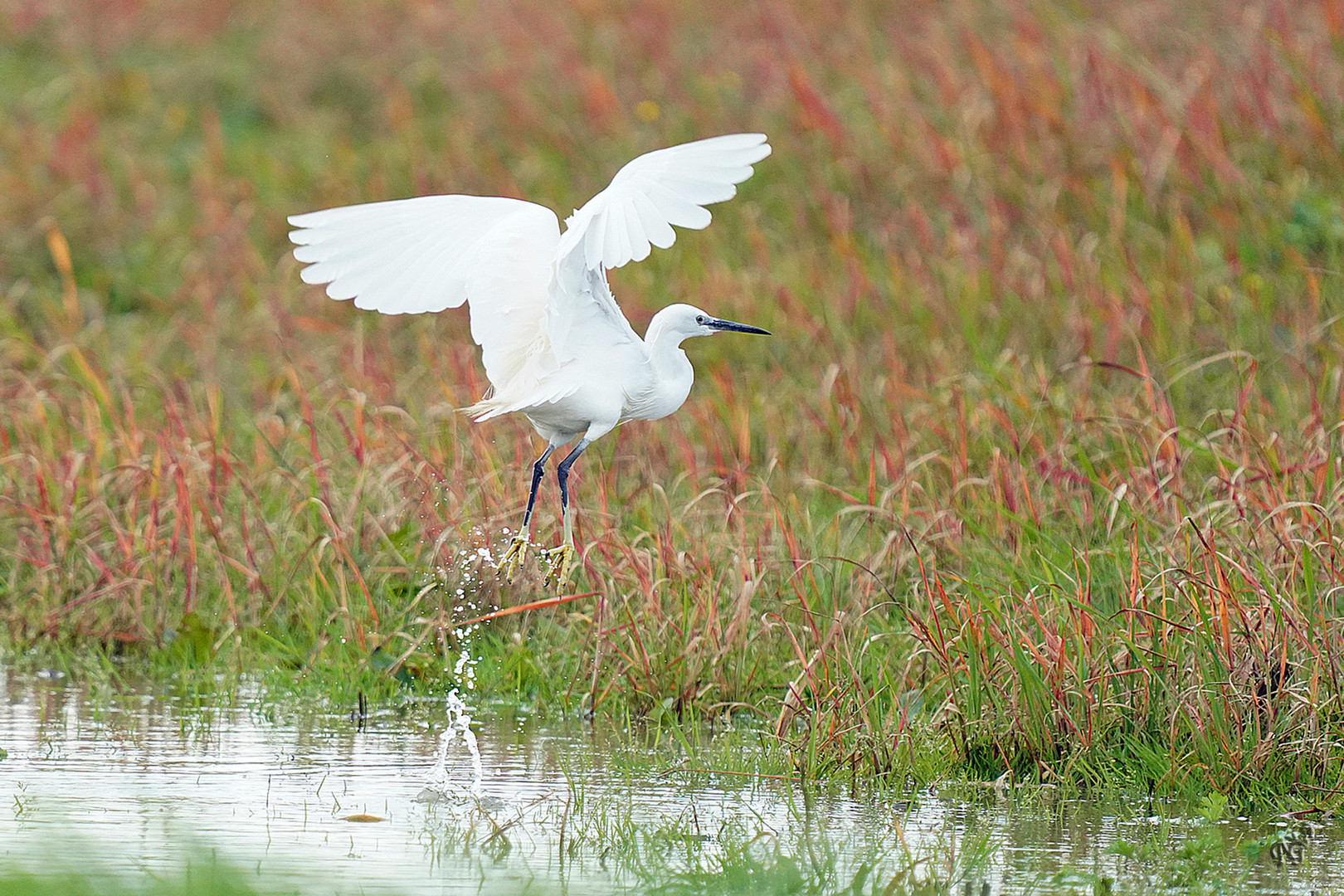 L'envol de l'aigrette garzette