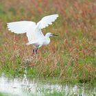 L'envol de l'aigrette garzette