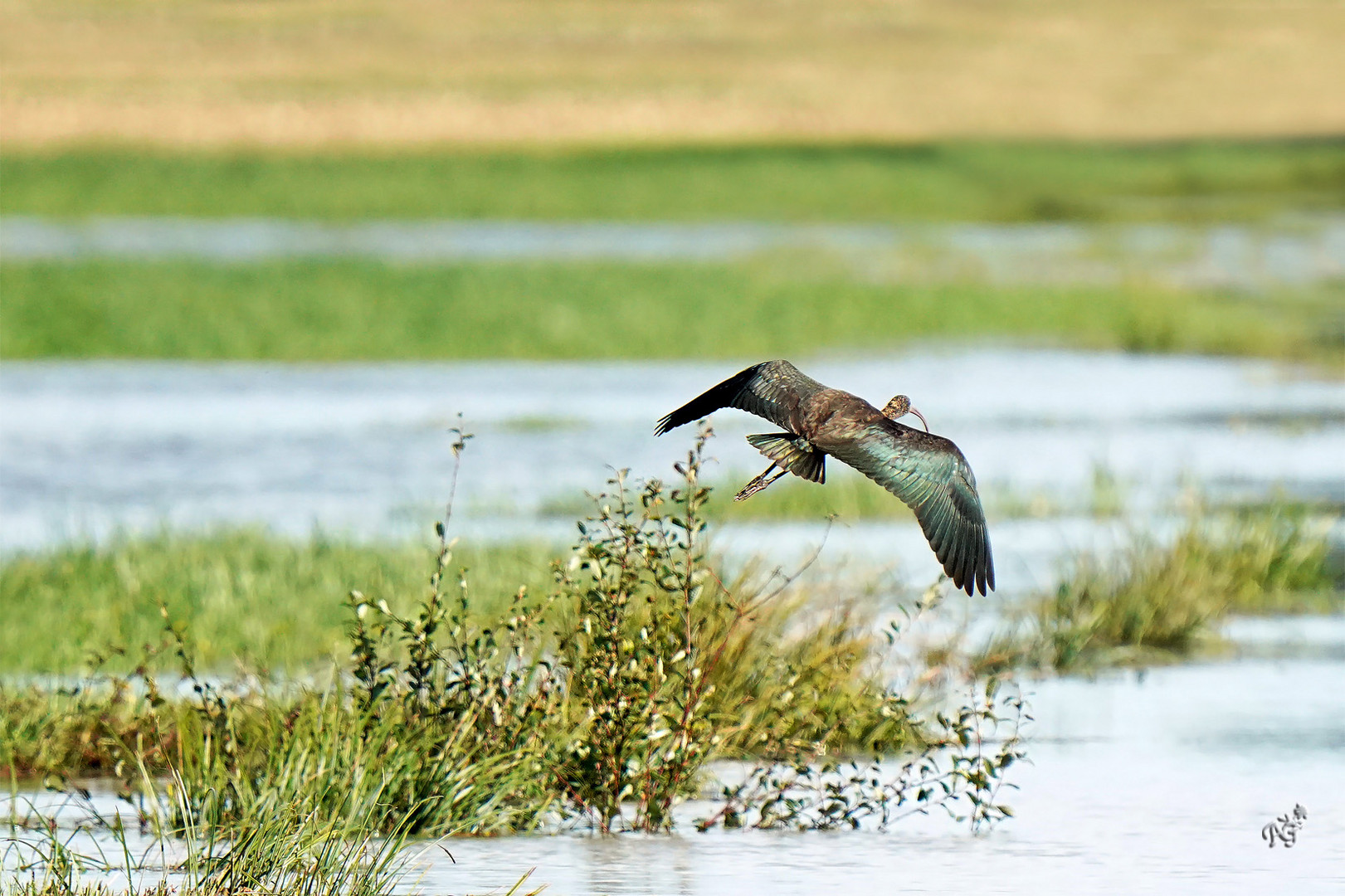 L'envol de l'ibis falcinelle...