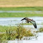 L'envol de l'ibis falcinelle...