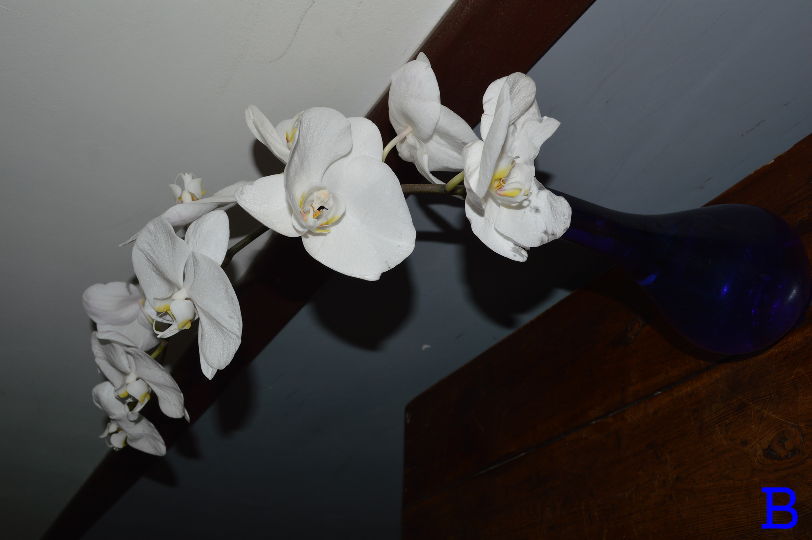 l'envol de l'orchidée