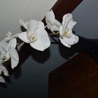 l'envol de l'orchidée