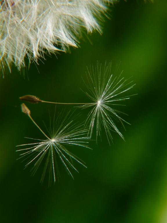 L'envol de petite brise