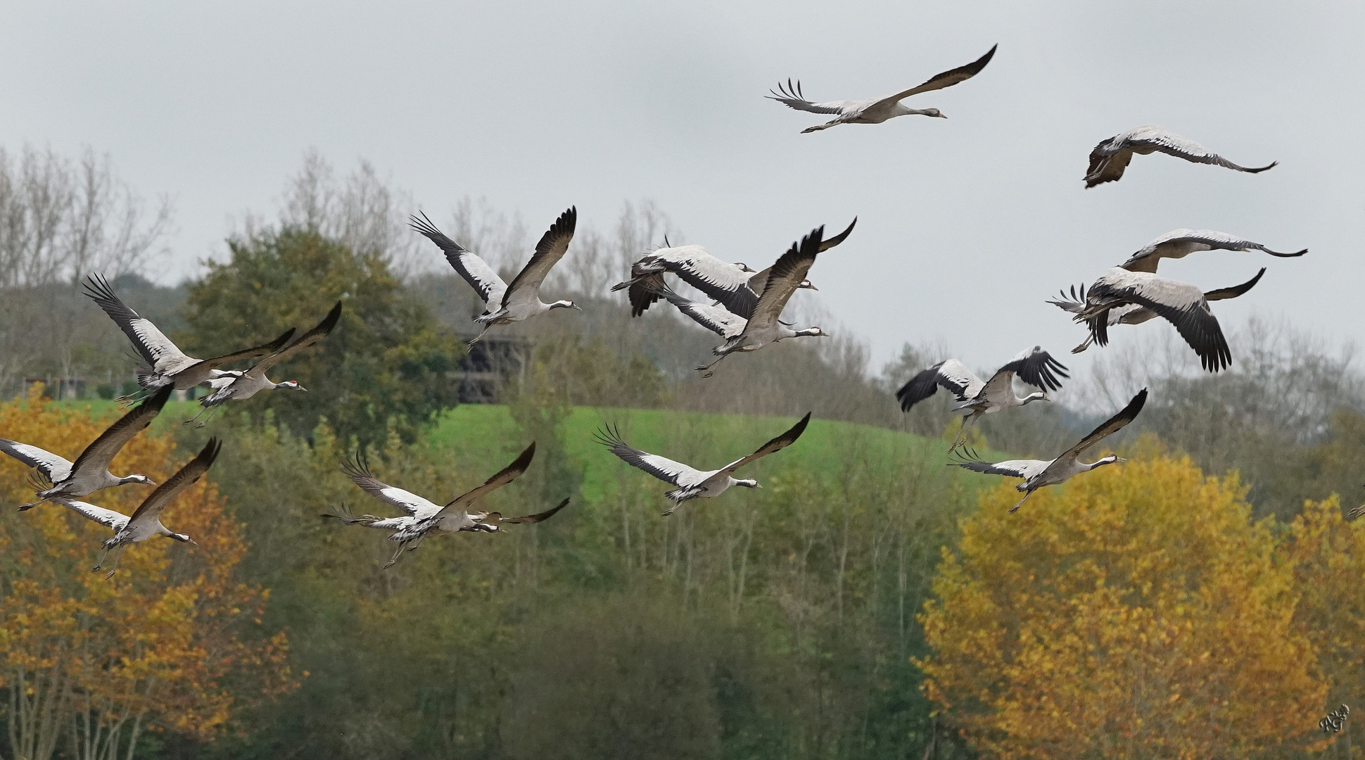 l'envol des grues cendrées