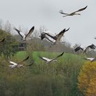 l'envol des grues cendrées