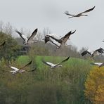 l'envol des grues cendrées