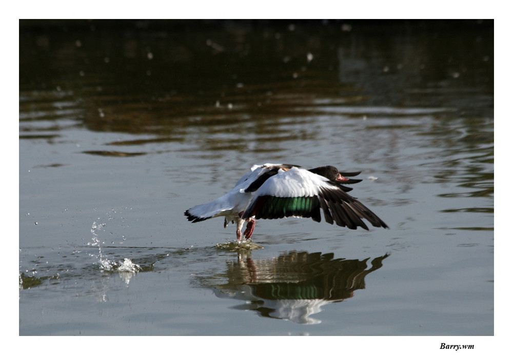 L'envol du canard