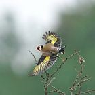 L'envol du chardonneret élégant .....