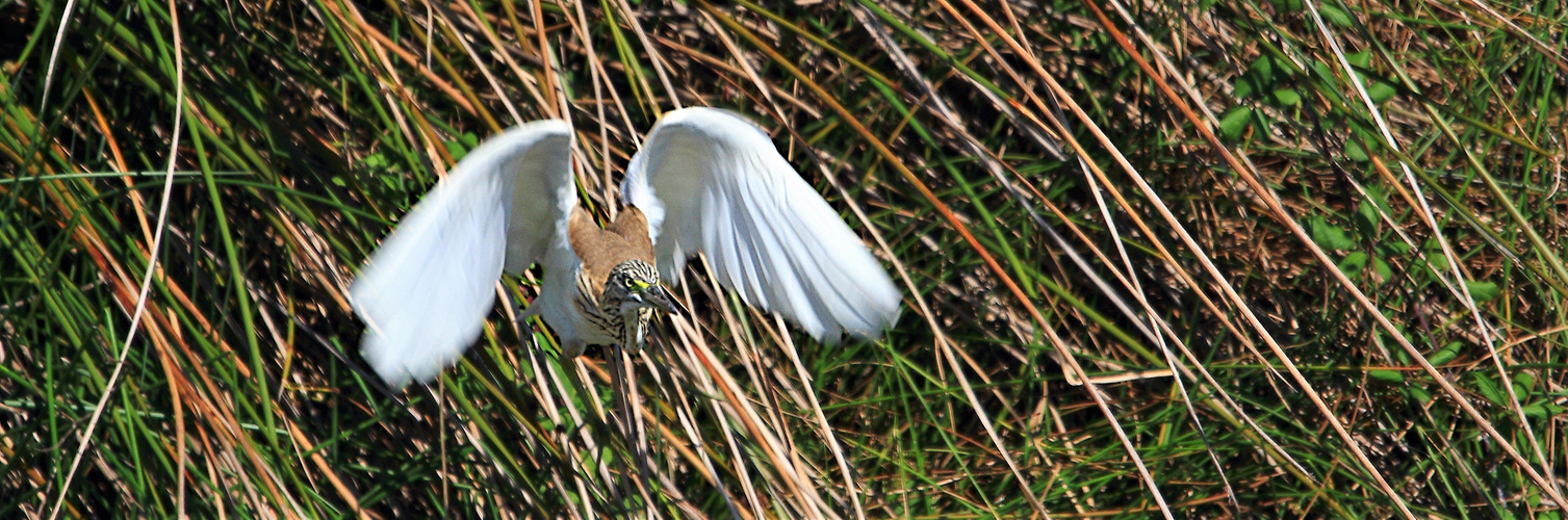 L'ENVOL DU CRABIER