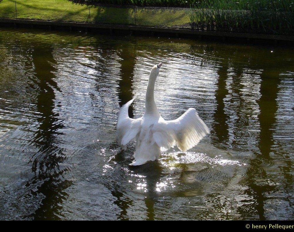 L'envol du cygne