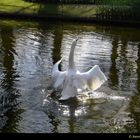 L'envol du cygne