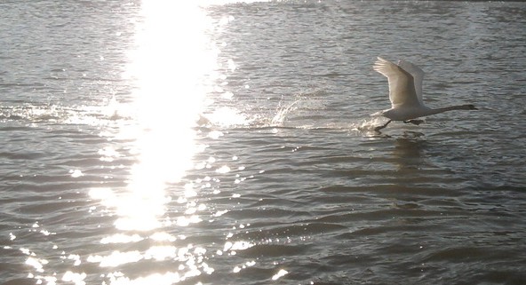 L'envol du Cygne...