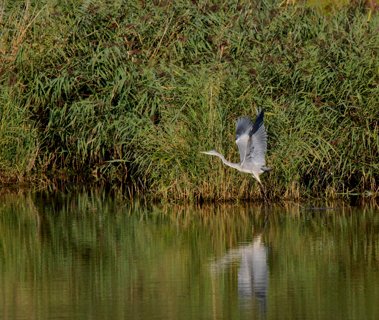 l'envol du heron