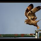 L'envol du hibou des marais