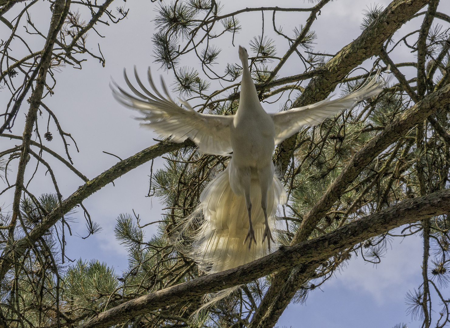 L'envol du paon blanc 