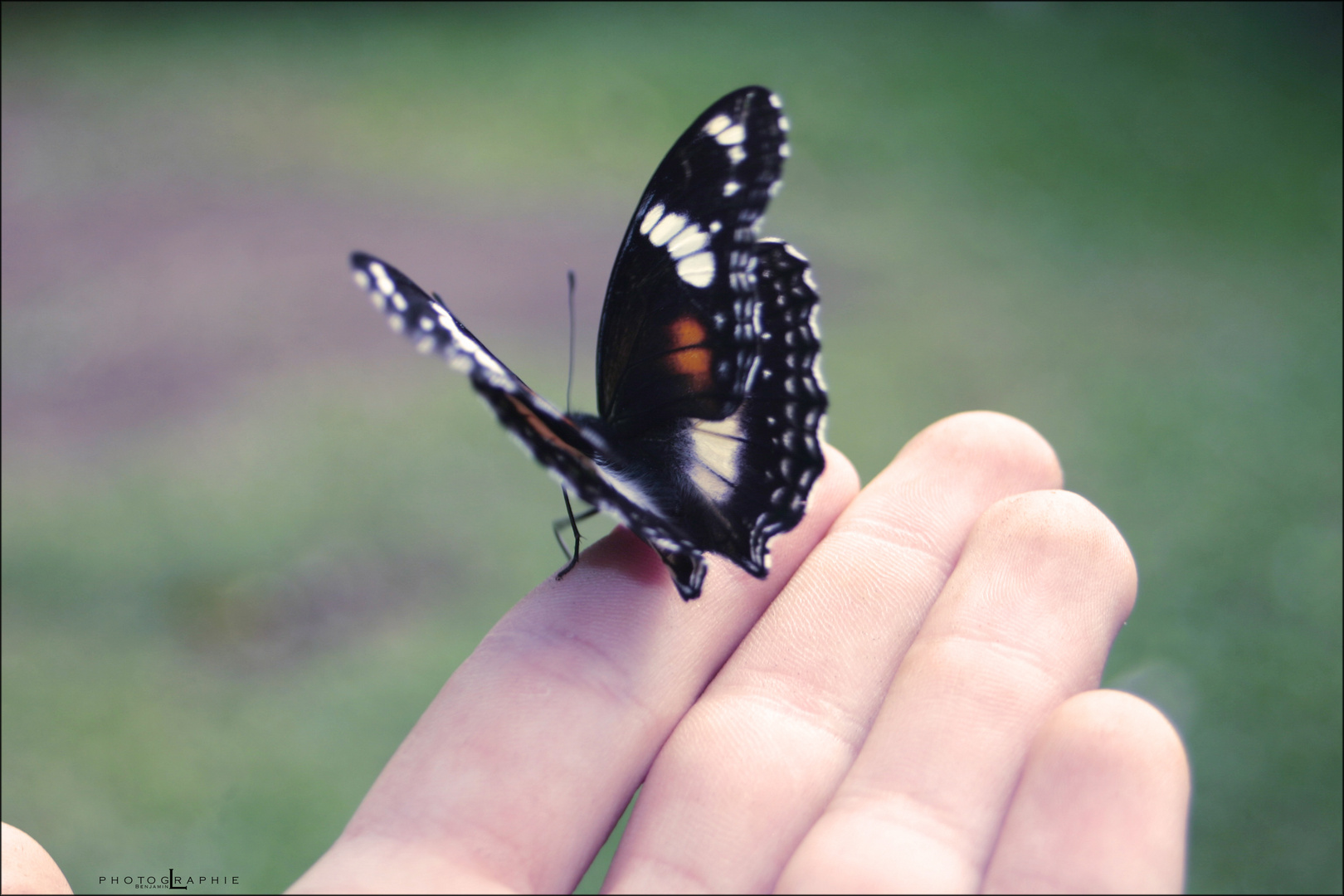 L'envol du papillon.