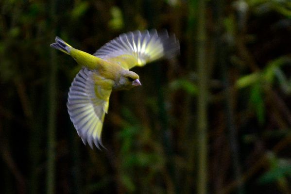 L'envol du verdier.