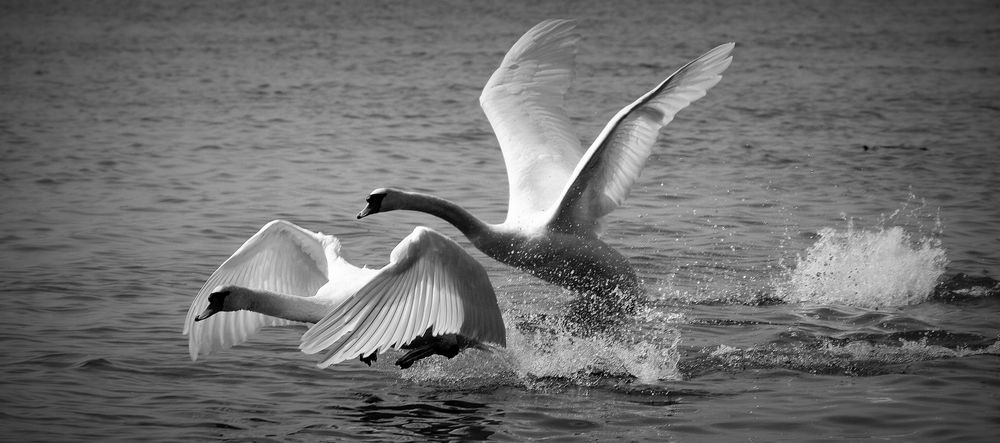 White Swan... de ephemeral 