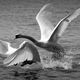 White Swan...