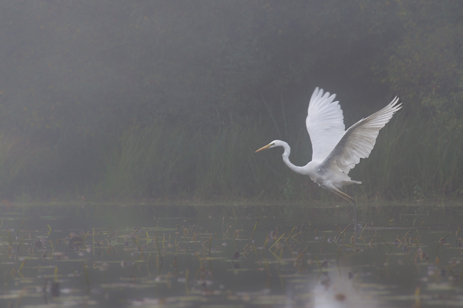 L'envol, grande aigrette dans la brume