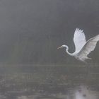 L'envol, grande aigrette dans la brume