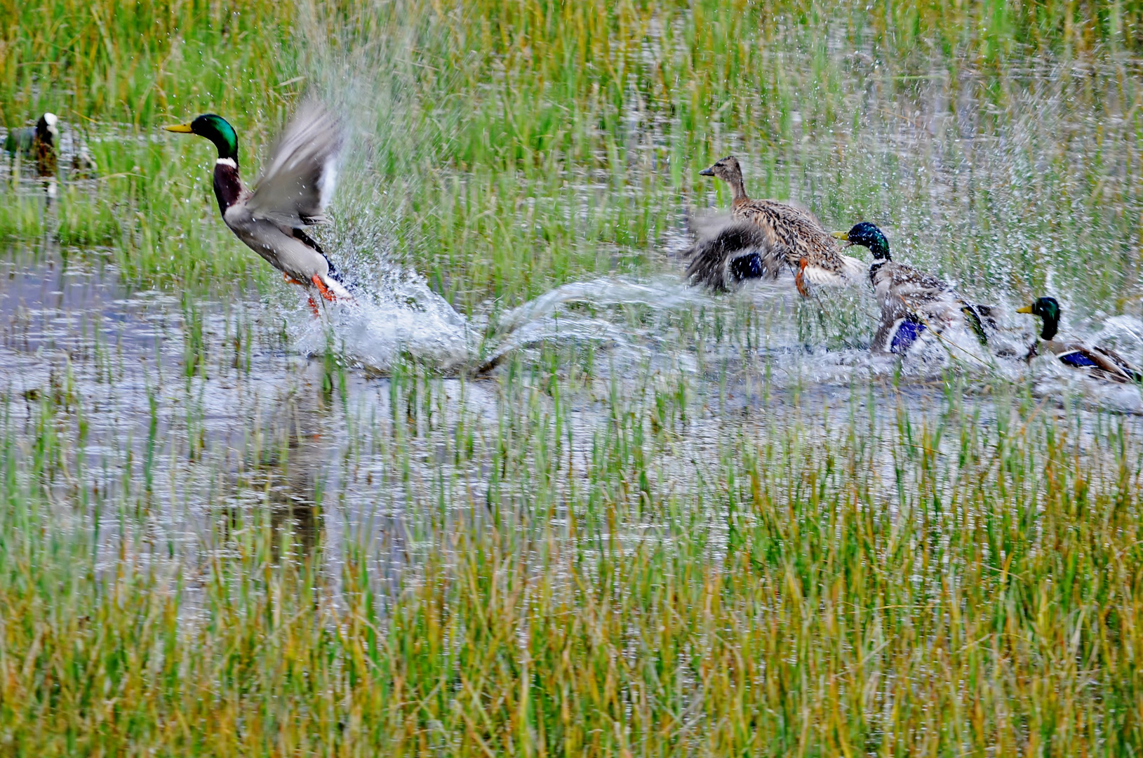 L'envolée (Etang des Aigrettes)