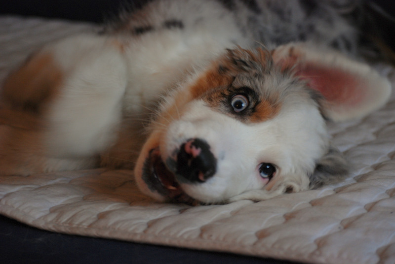 Lenyo, Australian Shepherd