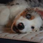 Lenyo, Australian Shepherd