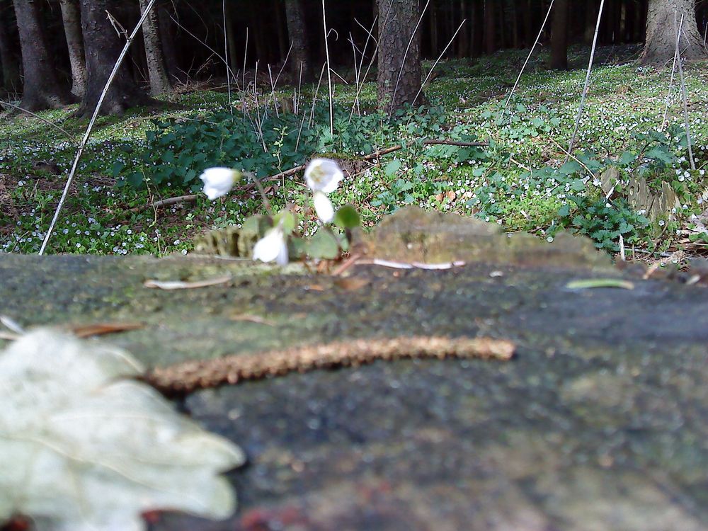 Lenz im Lütetsburger Wald