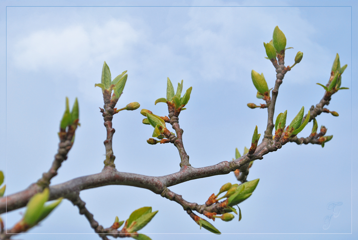 Lenz ist's, der die Knospen schwellet........