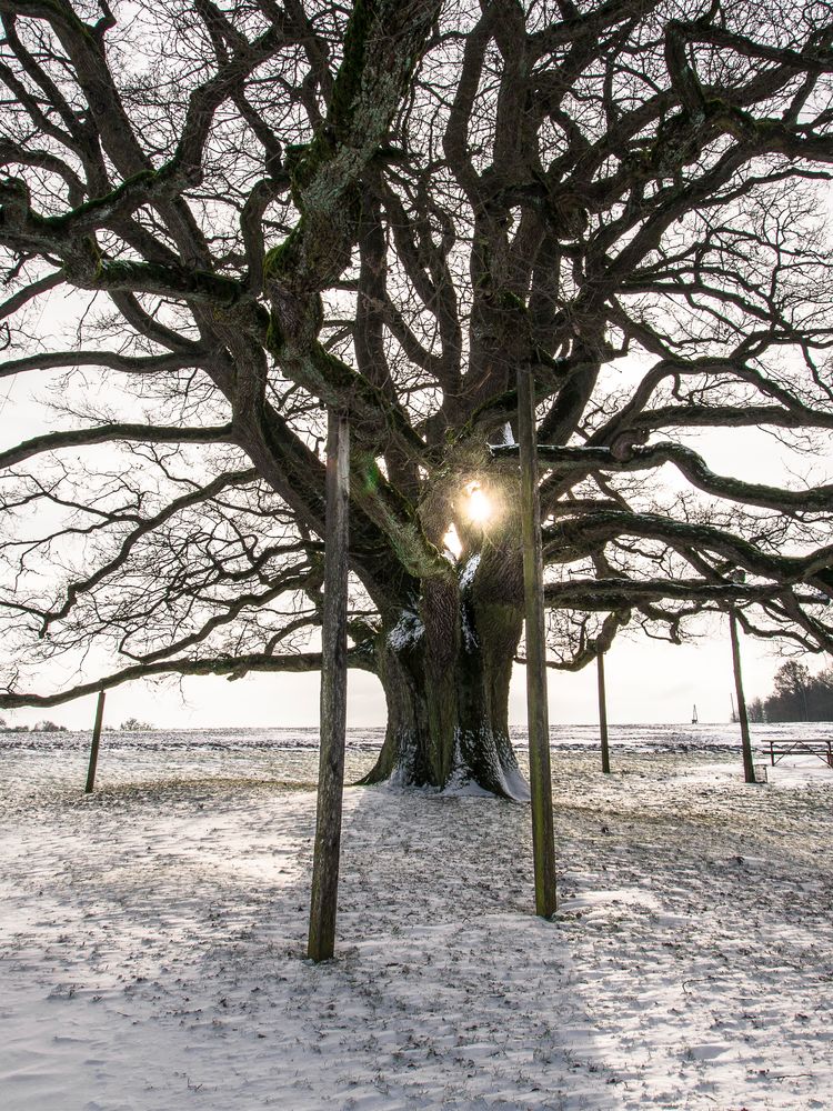 Lenzeiche im Winter