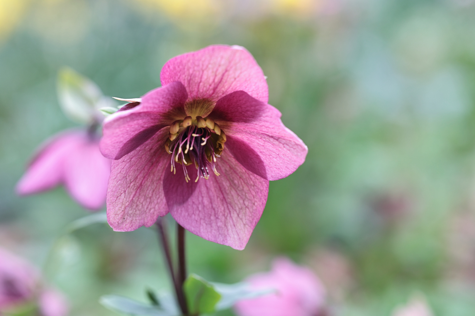 Lenzrose.. Foto & Bild pflanzen, pilze & flechten, blüten