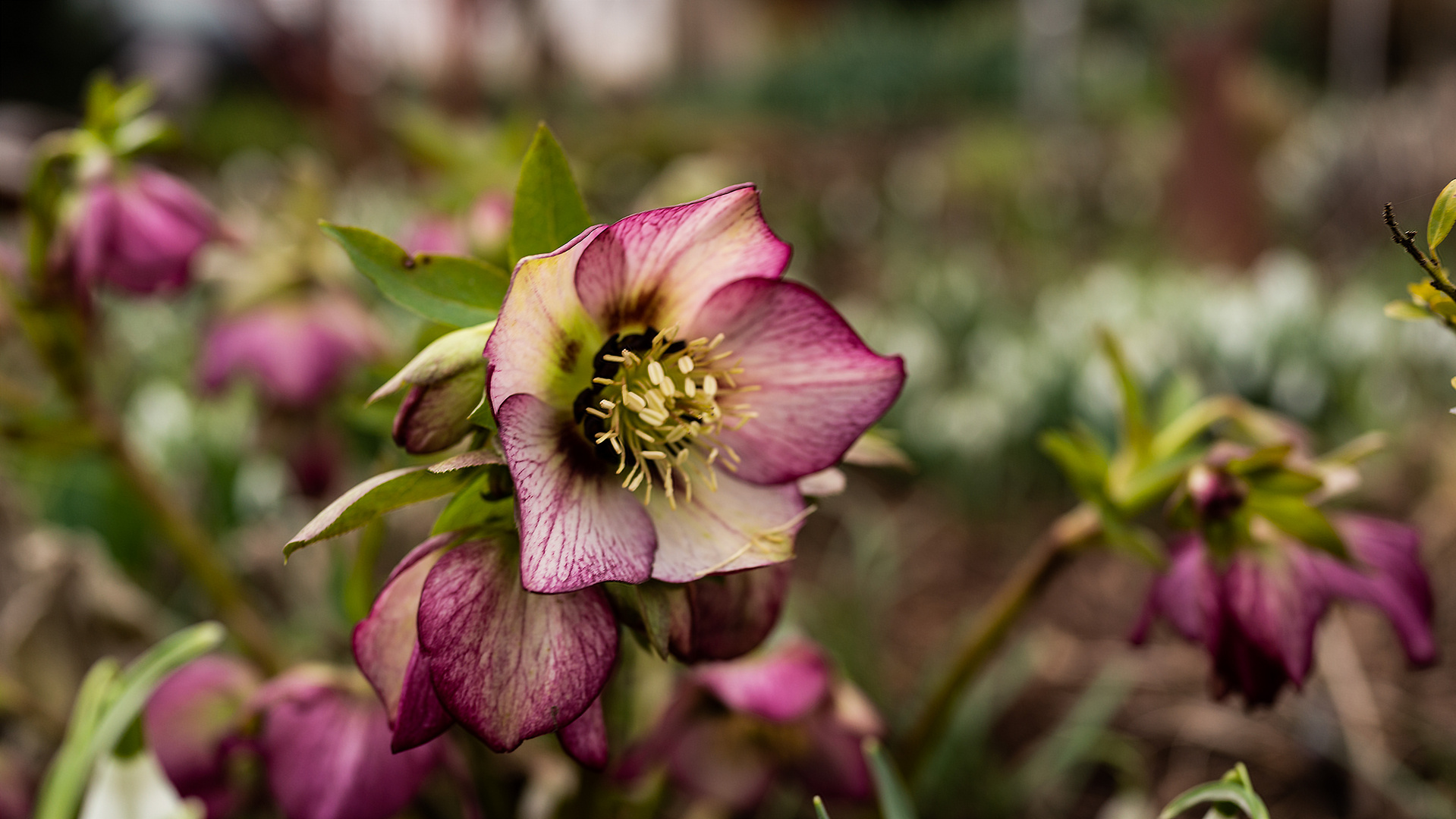 LENZROSE Foto & Bild pflanzen, pilze & flechten, blüten