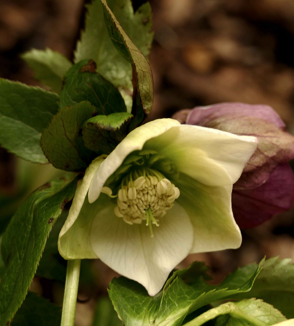 Lenzrose Foto & Bild pflanzen, pilze & flechten, blüten