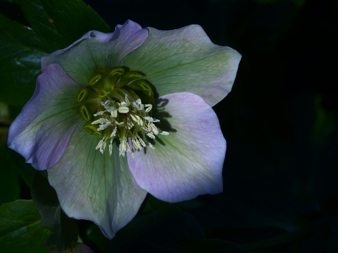 LENZROSE Foto & Bild pflanzen, pilze & flechten, blüten