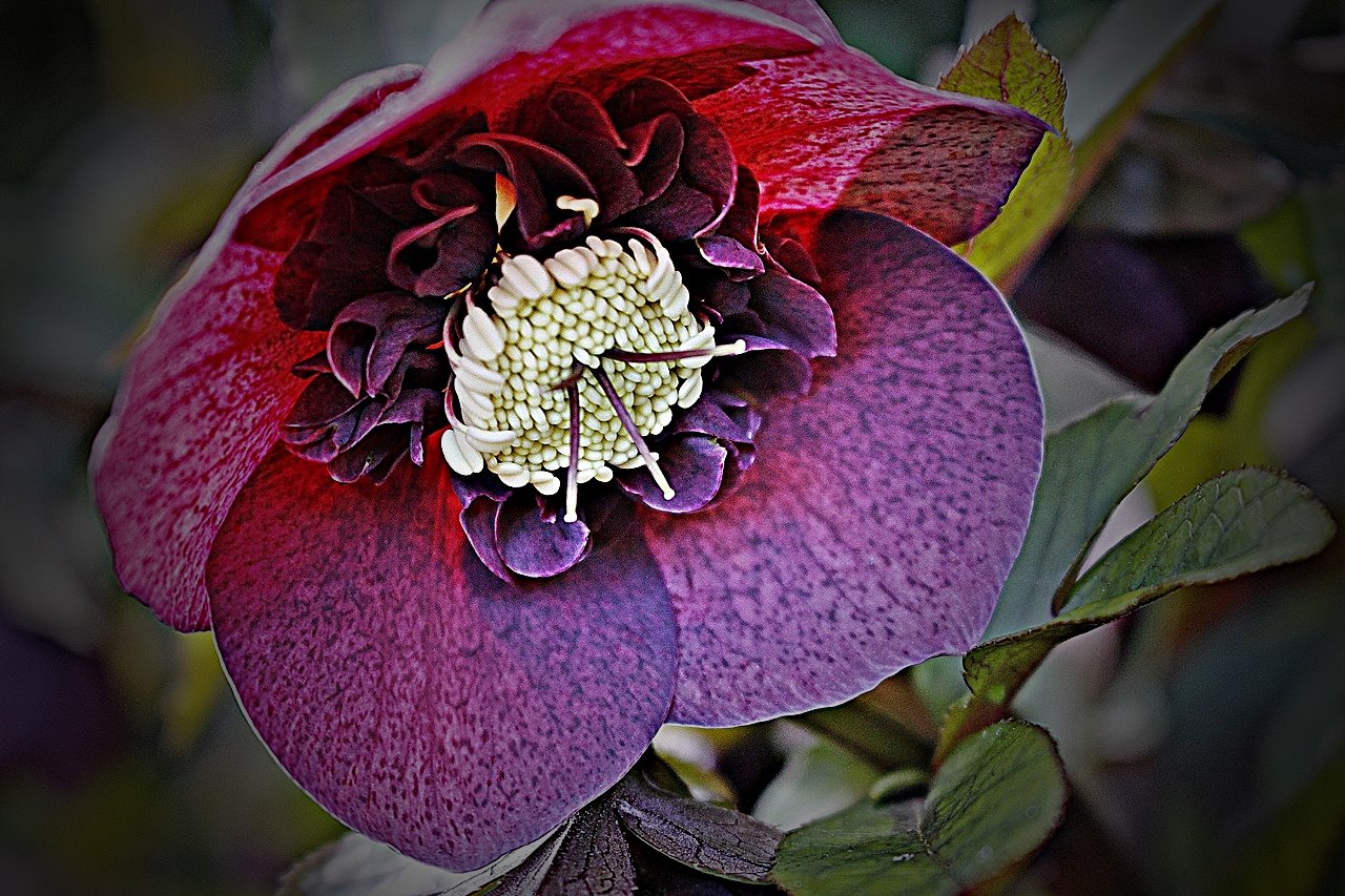 " Lenzrose " Foto & Bild makro, natur, blumen Bilder auf