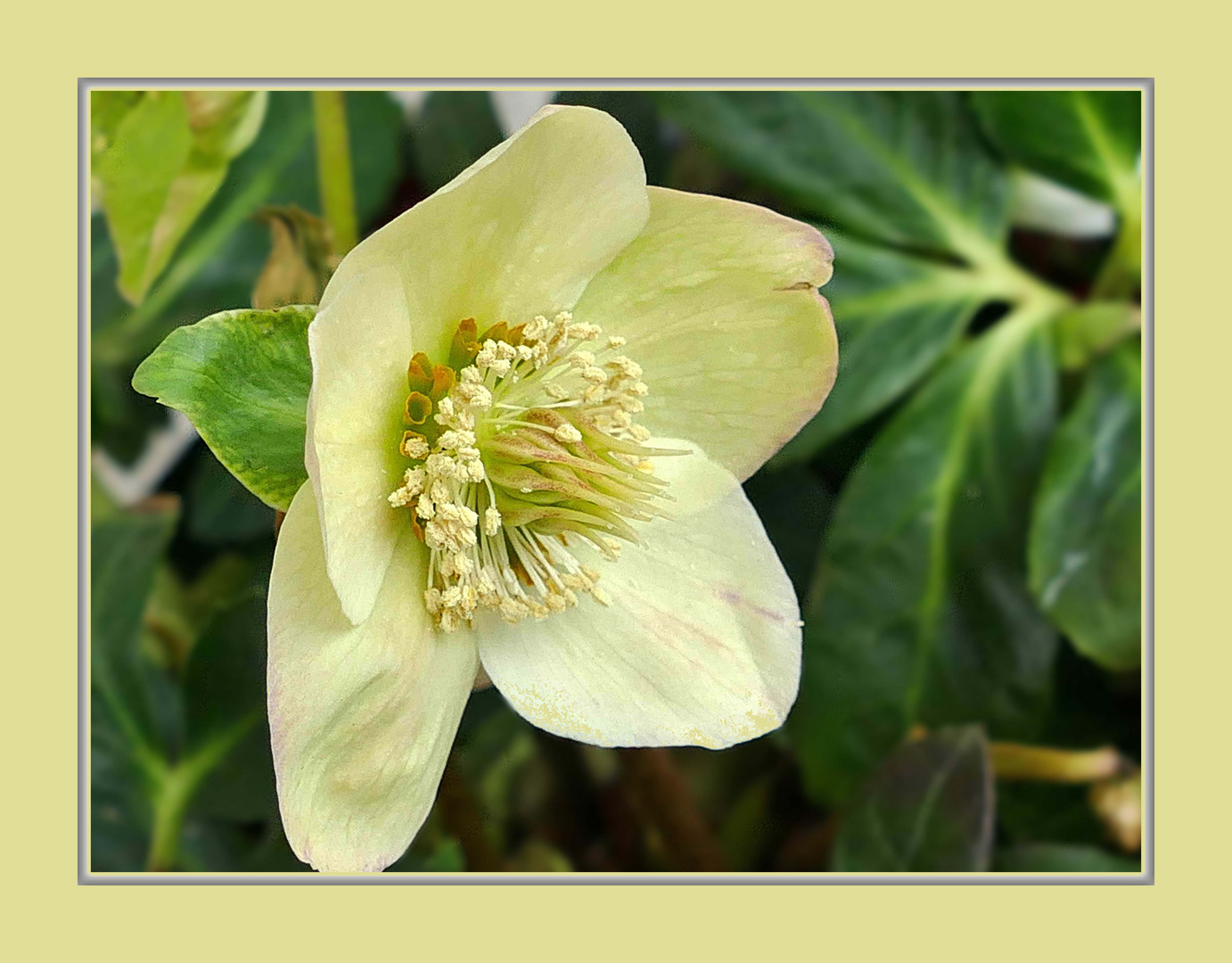 Lenzrose Foto & Bild natur, blumen, pflanzen Bilder auf