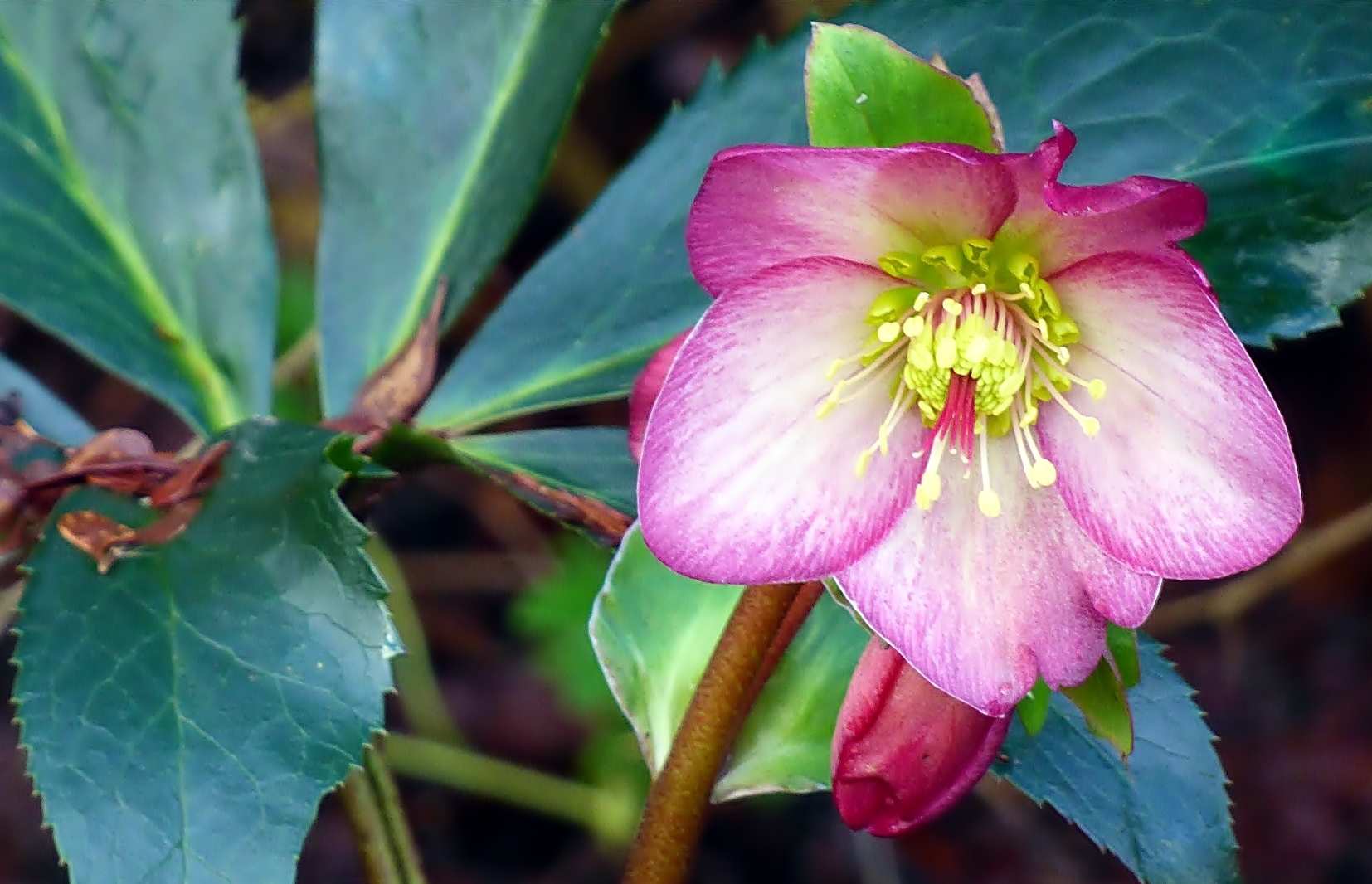 39+ Lenzrose Fedrig, Die lenzrose, auch als helleborus x hybridus