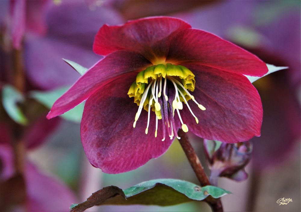 Lenzrose Foto & Bild natur, frühblüher, pflanzen Bilder auf