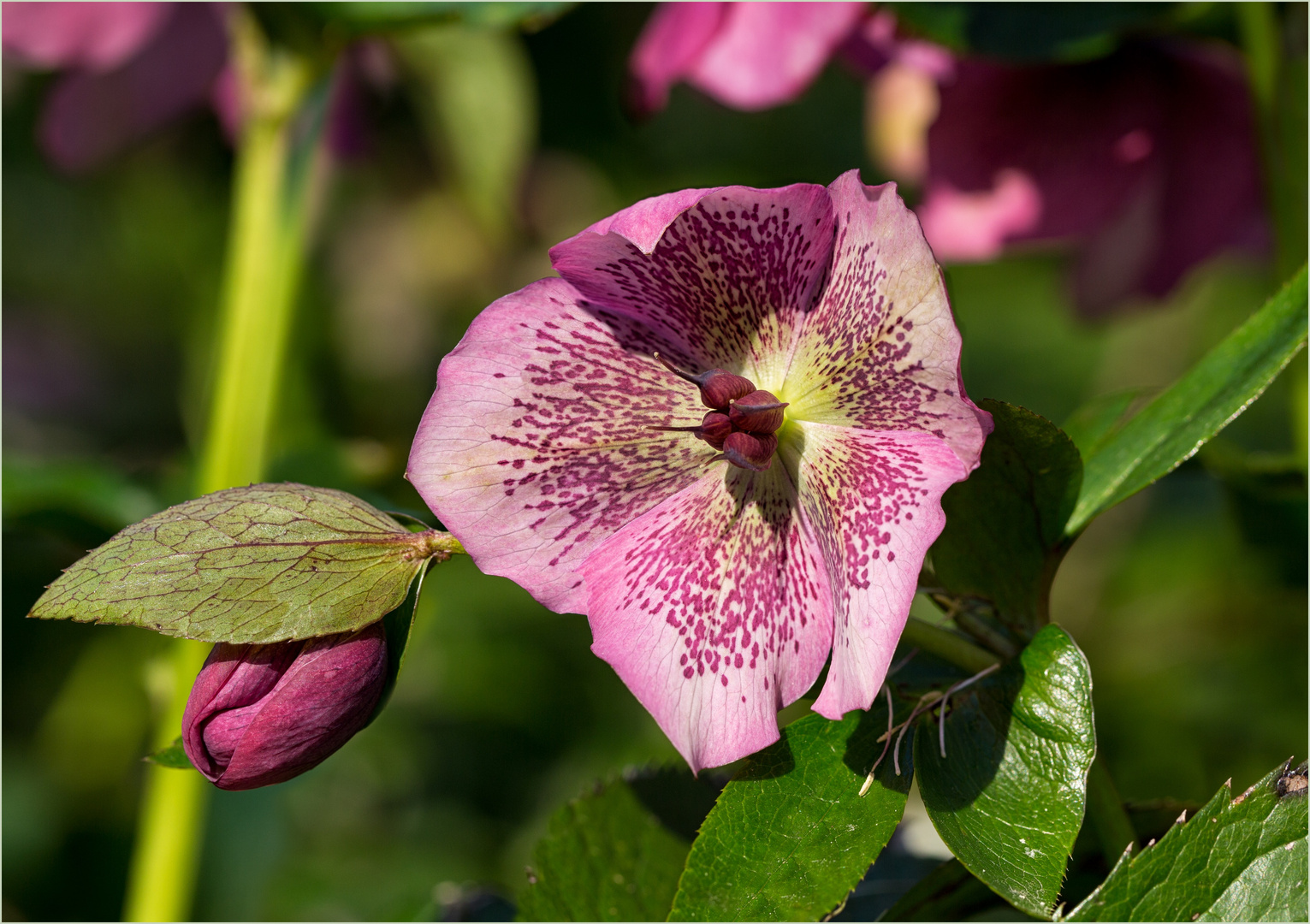 Lenzrose Foto & Bild makro, frühling, natur Bilder auf