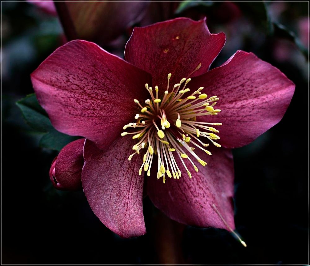 " Lenzrose " Foto & Bild winter, frühling, natur Bilder auf