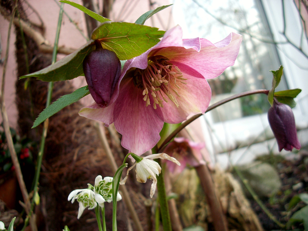 Lenzrose Foto & Bild jahreszeiten, frühling, pflanzen/ garten Bilder