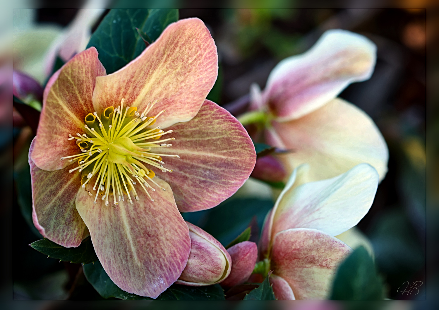 Lenzrose Foto & Bild pflanzen, pilze & flechten, blüten