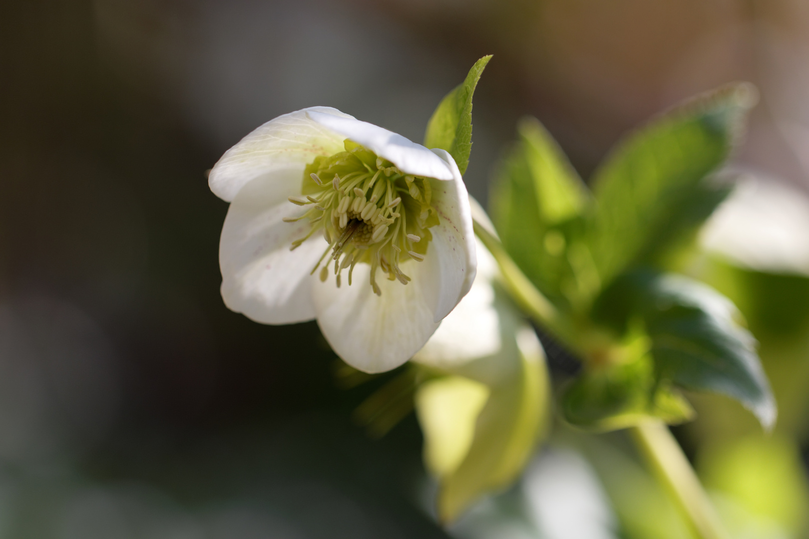 Lenzrose Foto & Bild pflanzen, pilze & flechten, blüten