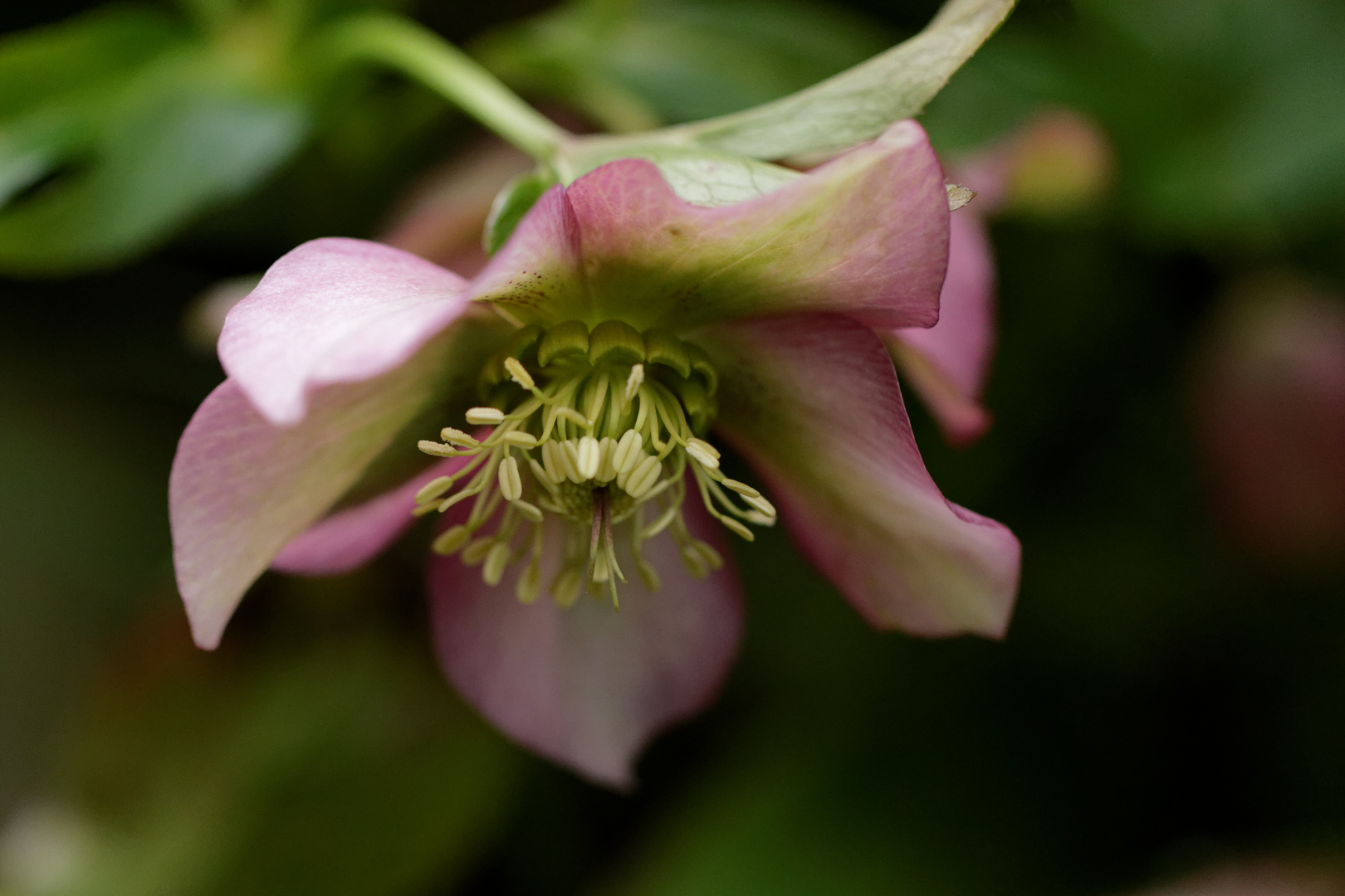 Lenzrose Foto & Bild pflanzen, pilze & flechten, blüten