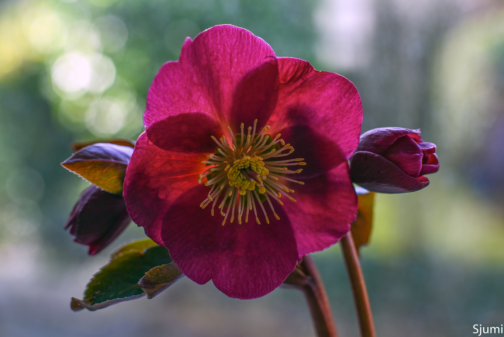 Lenzrose Foto & Bild makro, frühling, natur Bilder auf