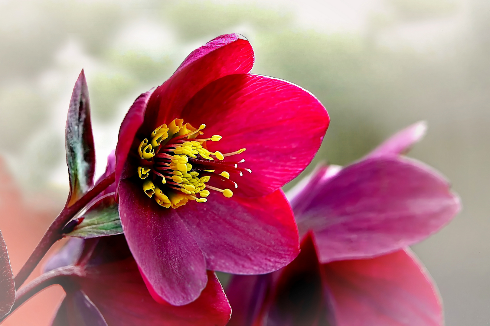  LENZROSE Foto & Bild blumen und blüten, fotos, spezial Bilder auf